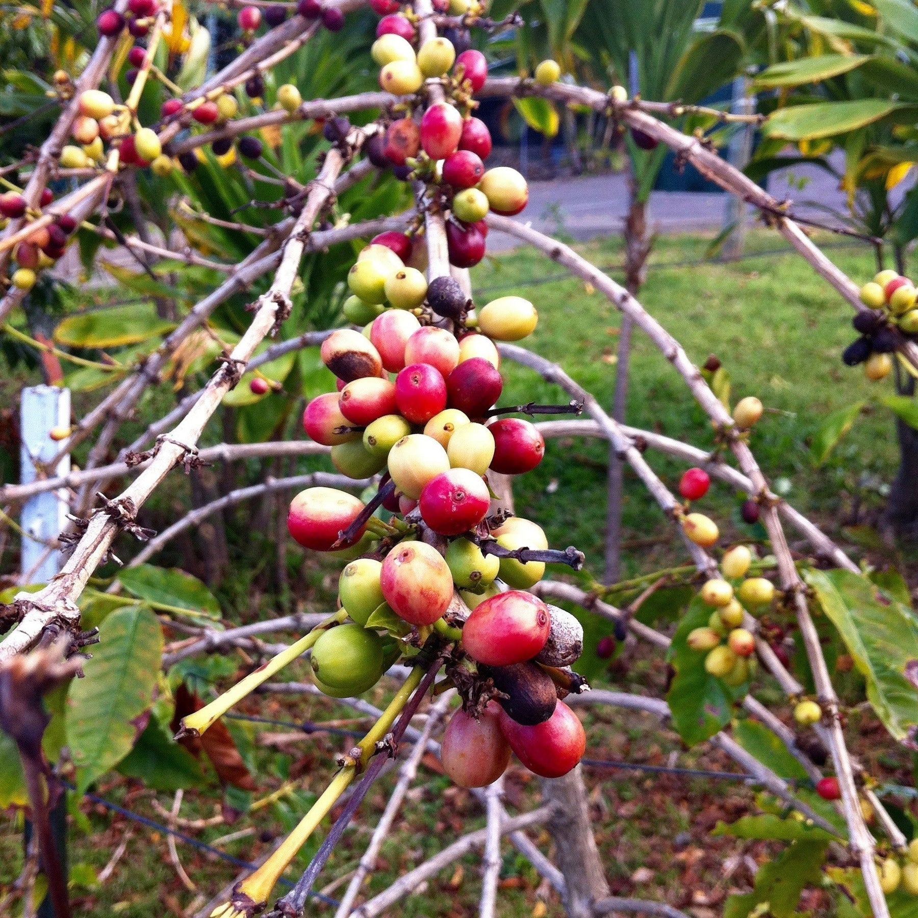 The Story of Mountain Thunder Organic Kona Coffee