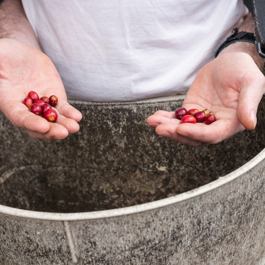 Kona Coffee:  From French King to French Press