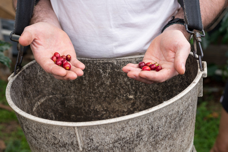 Kona Coffee:  From French King to French Press