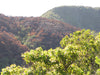Mamaki tree in the Hawaiian forest