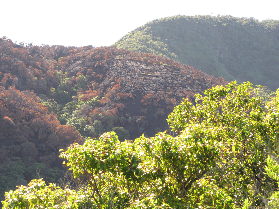 Mamaki tree in the Hawaiian forest