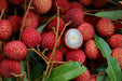 Japanese Lychee Candy - 3 pack