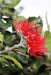 red ohia lehua blossom