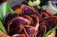 Atebara's Sweet Potato Chips